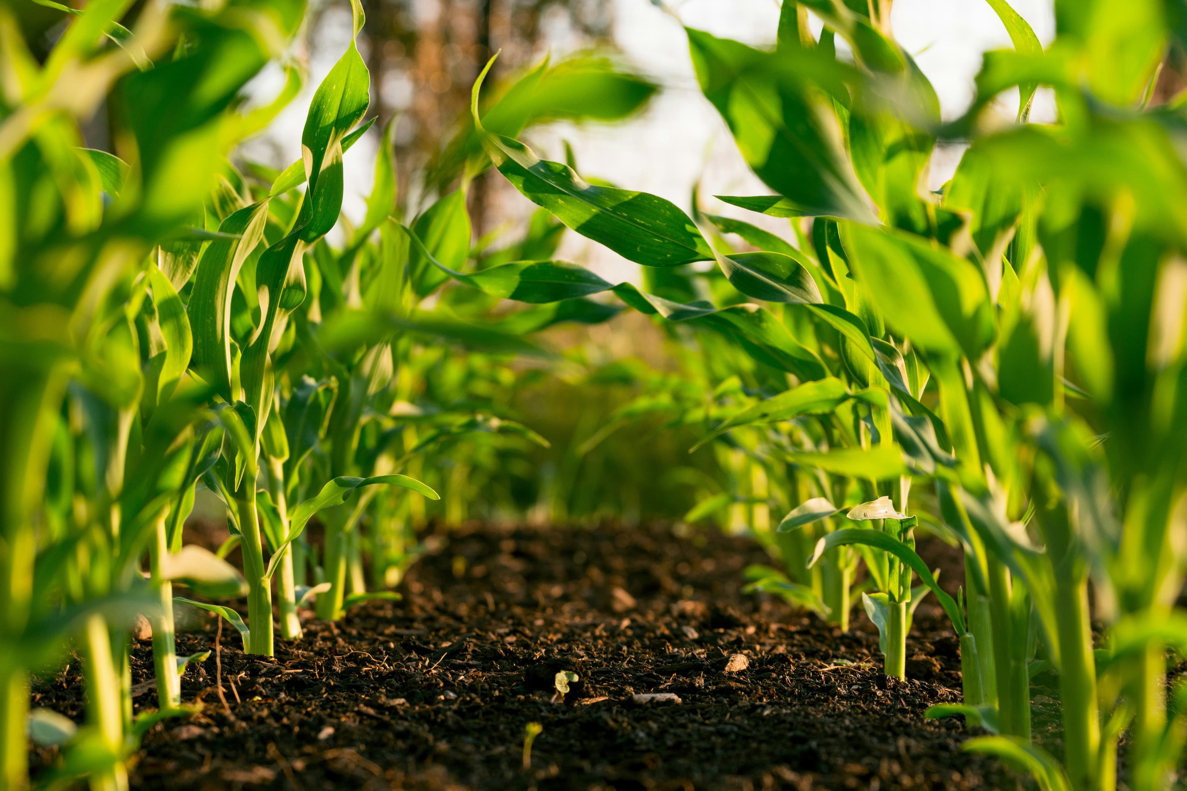 Providence CIG farm