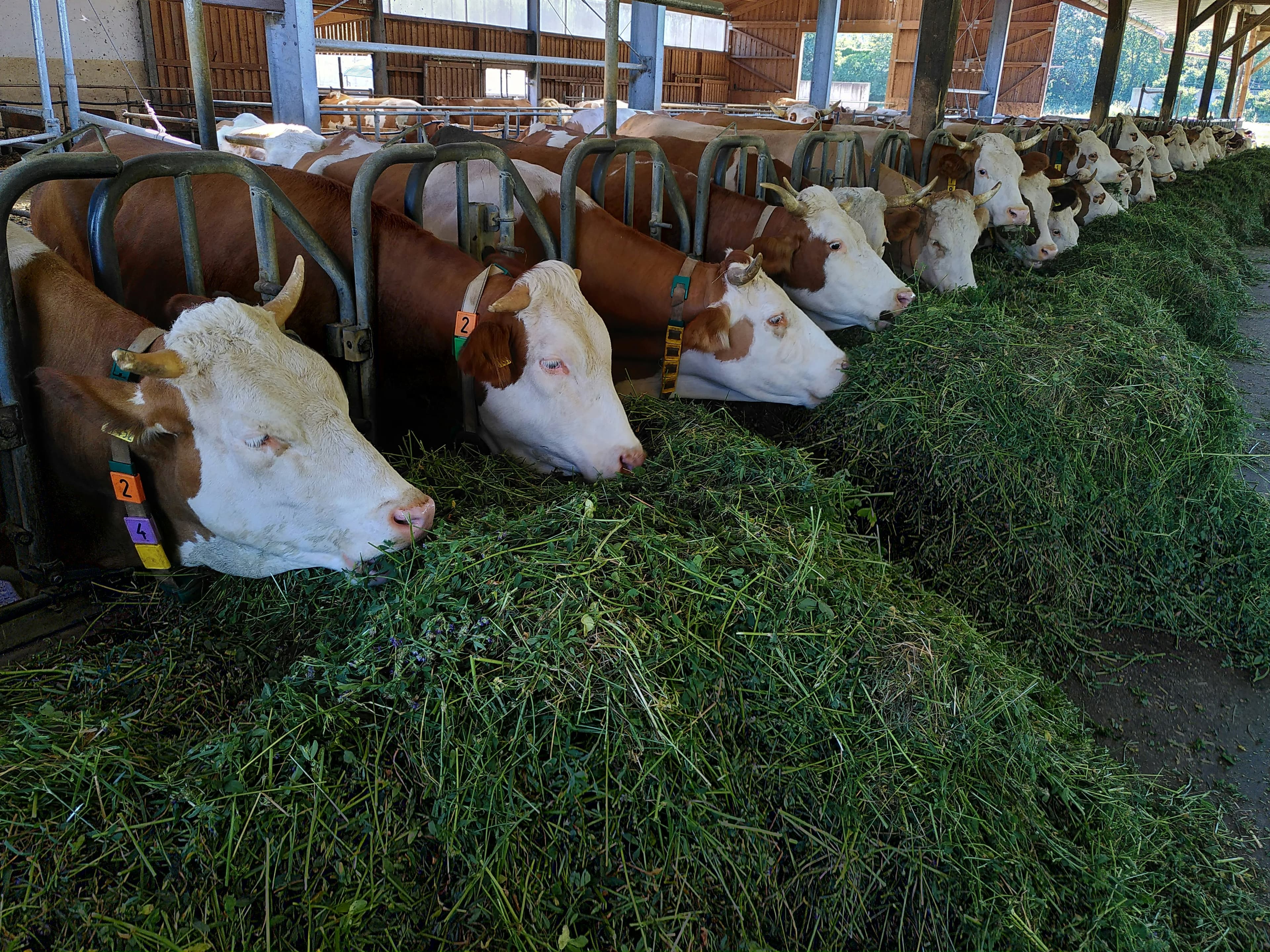 Animal feed grains