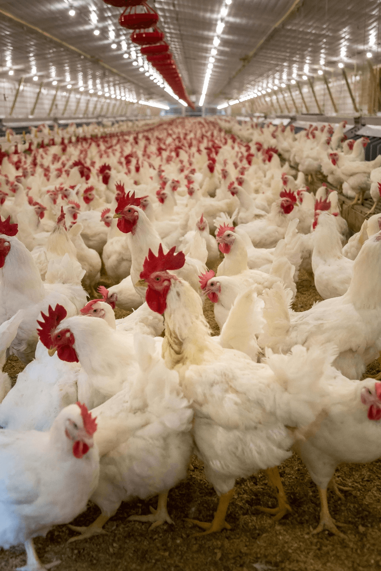 Broiler chicken house
