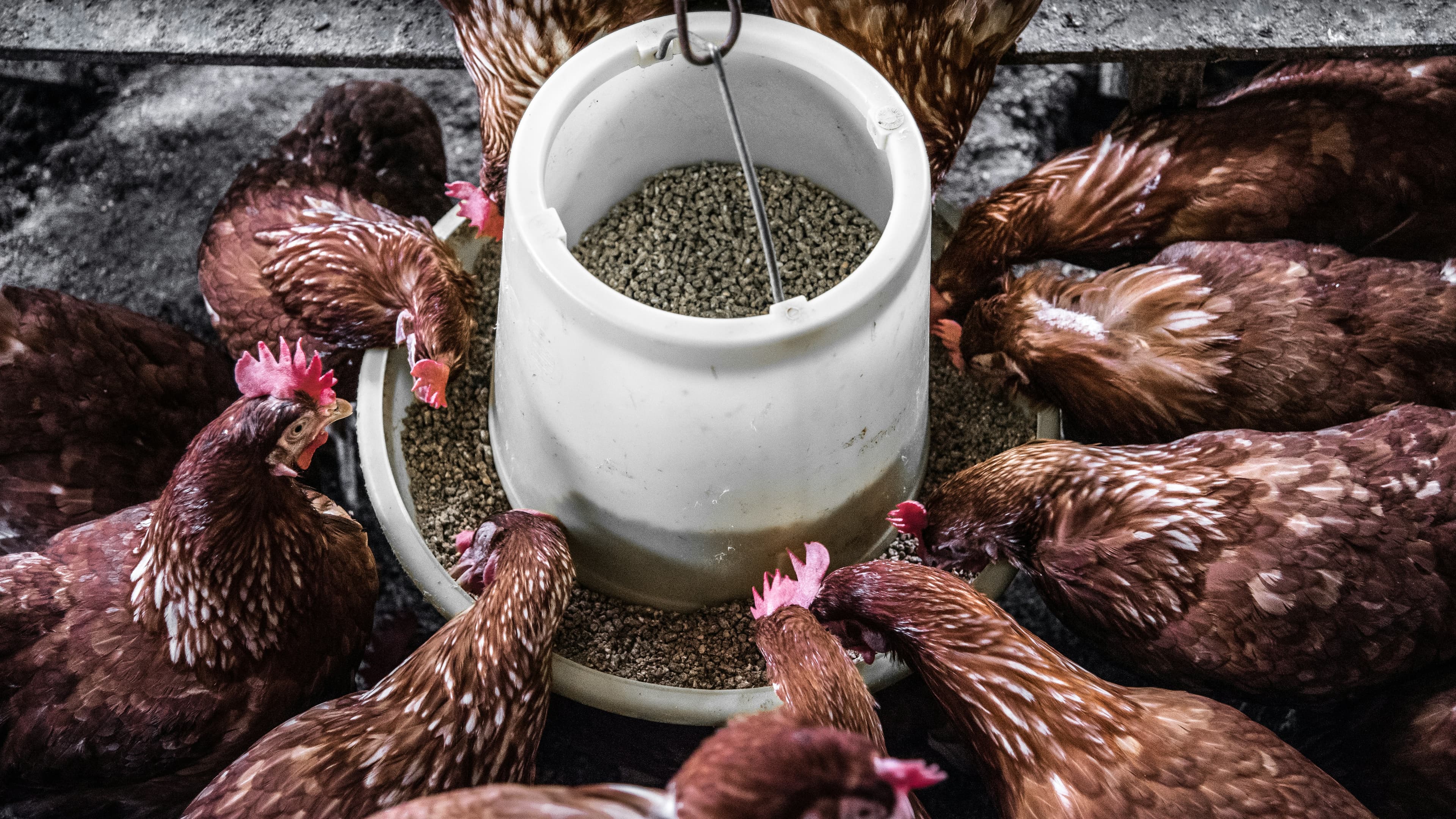 Custom Animal Feed