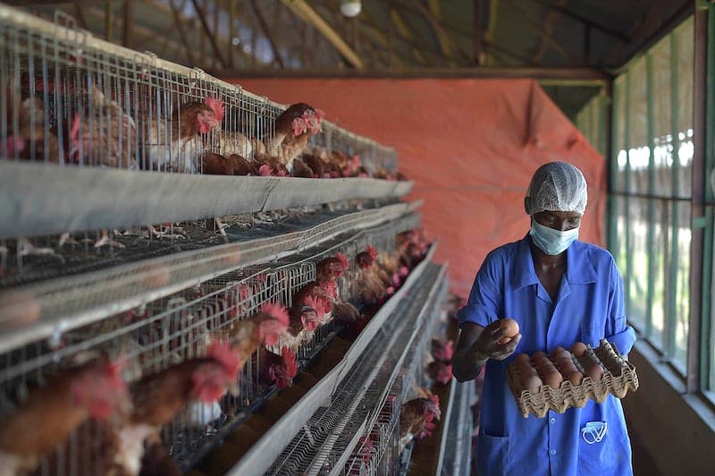 Poultry Farming Advisory