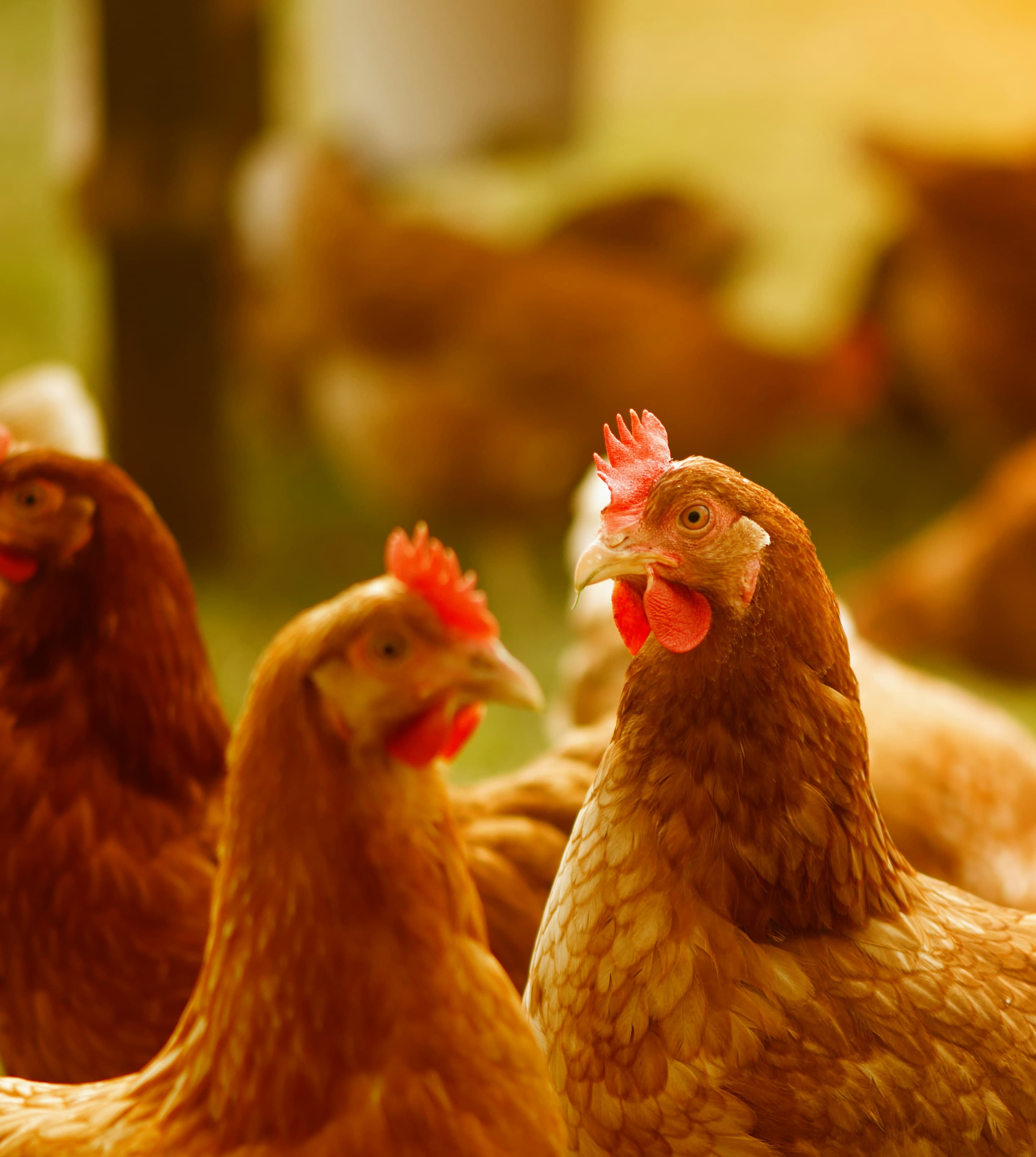 Poultry Production
